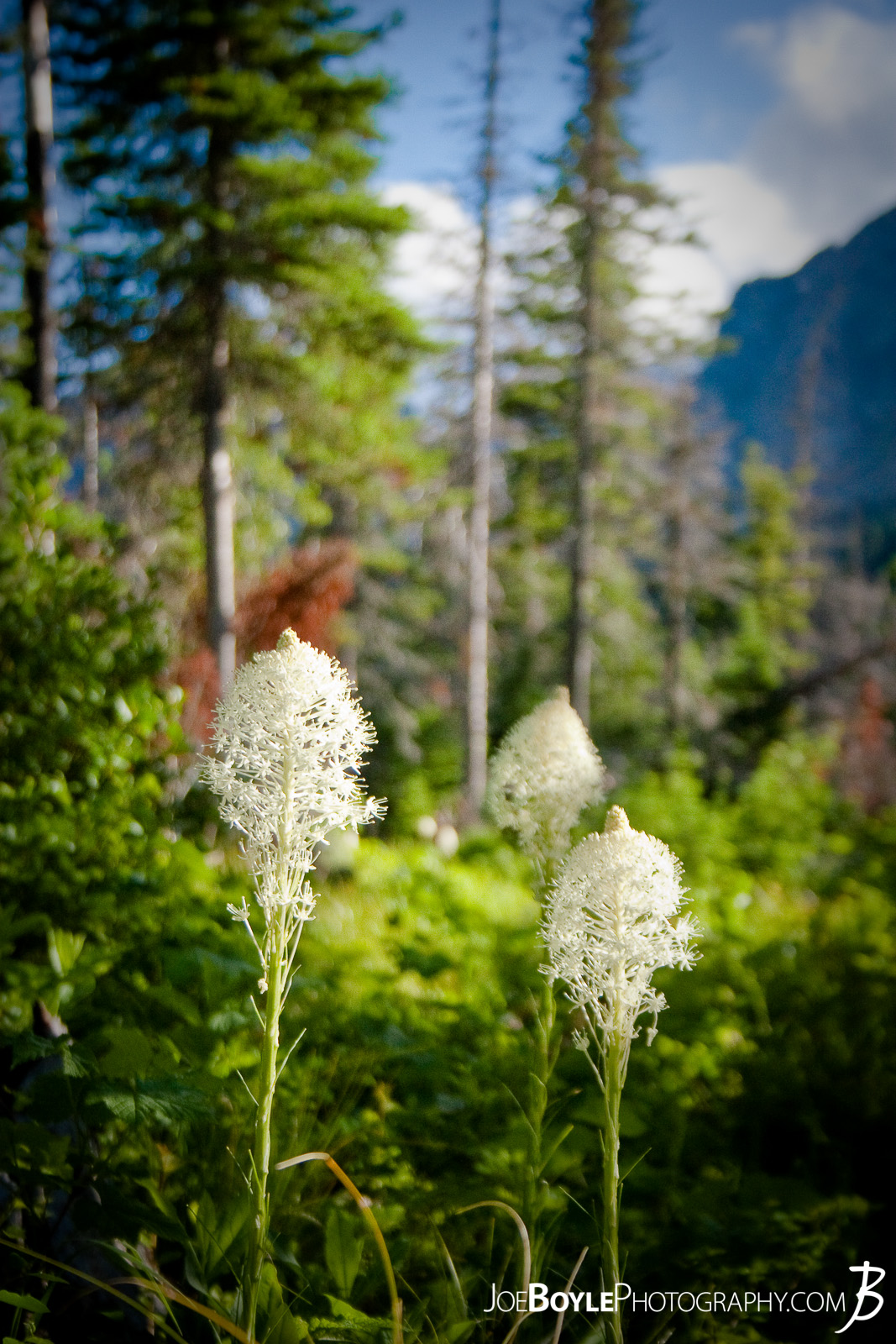  These Bear Grass Flowers are fairly majestic! I was able to spot them while hiking in Glacier National Park in Montana. It's a beautiful park! 