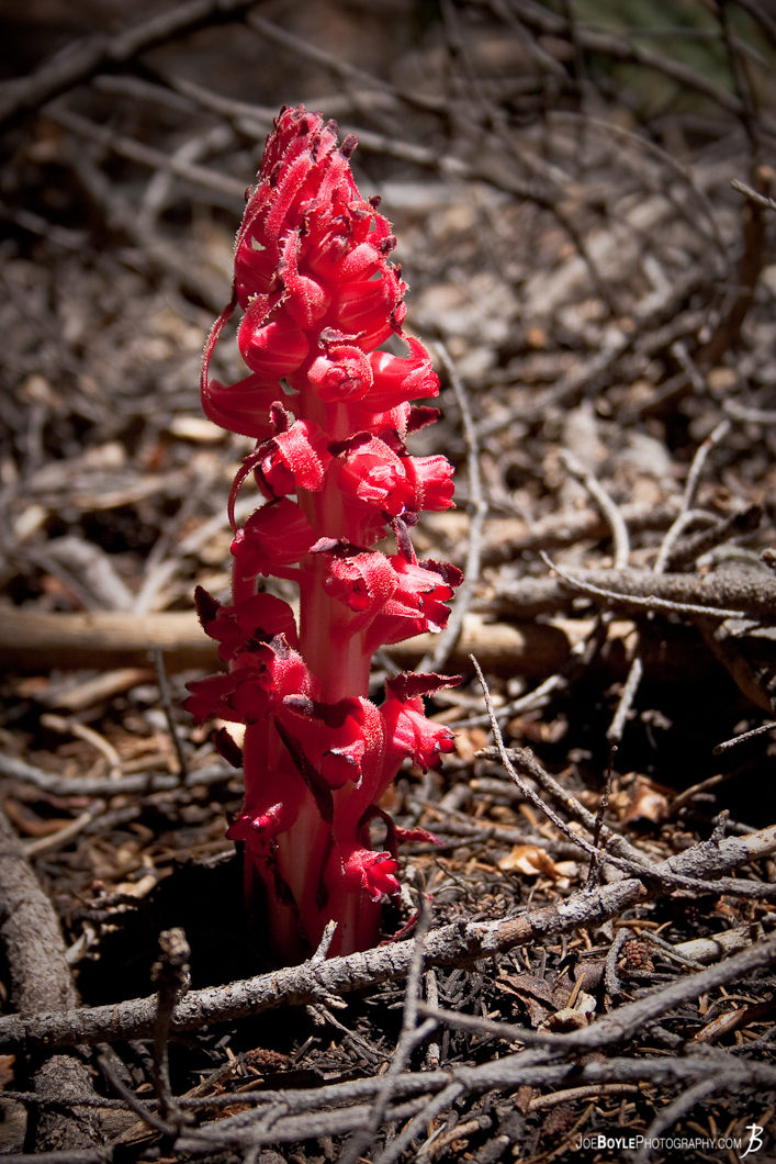  I took this image while backpacking on the John Muir Trail (JMT). I thought this plant looked very interesting and almost alien... 