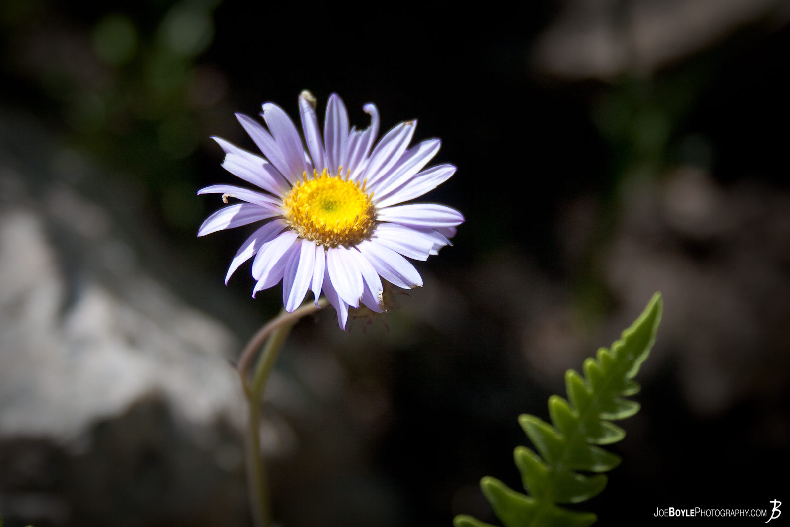  As I was hiking along the John Muir Trail I noticed these little flowers along the path. 