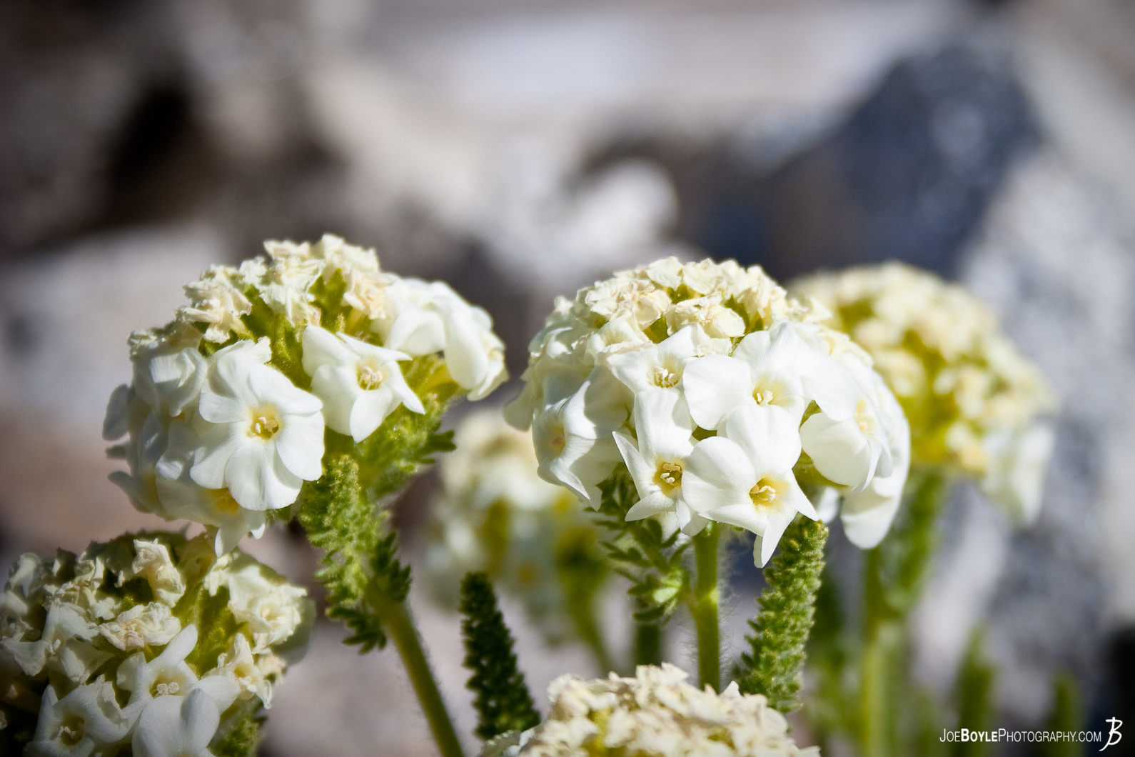  As I was hiking the JMT these white flowers would appear along the trail every now and then. 