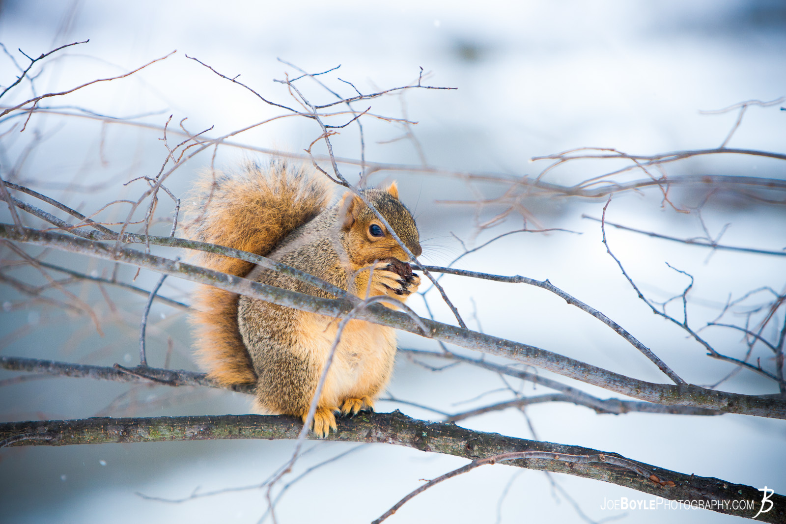  I captured a photo of this squirrel on a nice snowy day as I was hiking through the Cleveland Metroparks. 