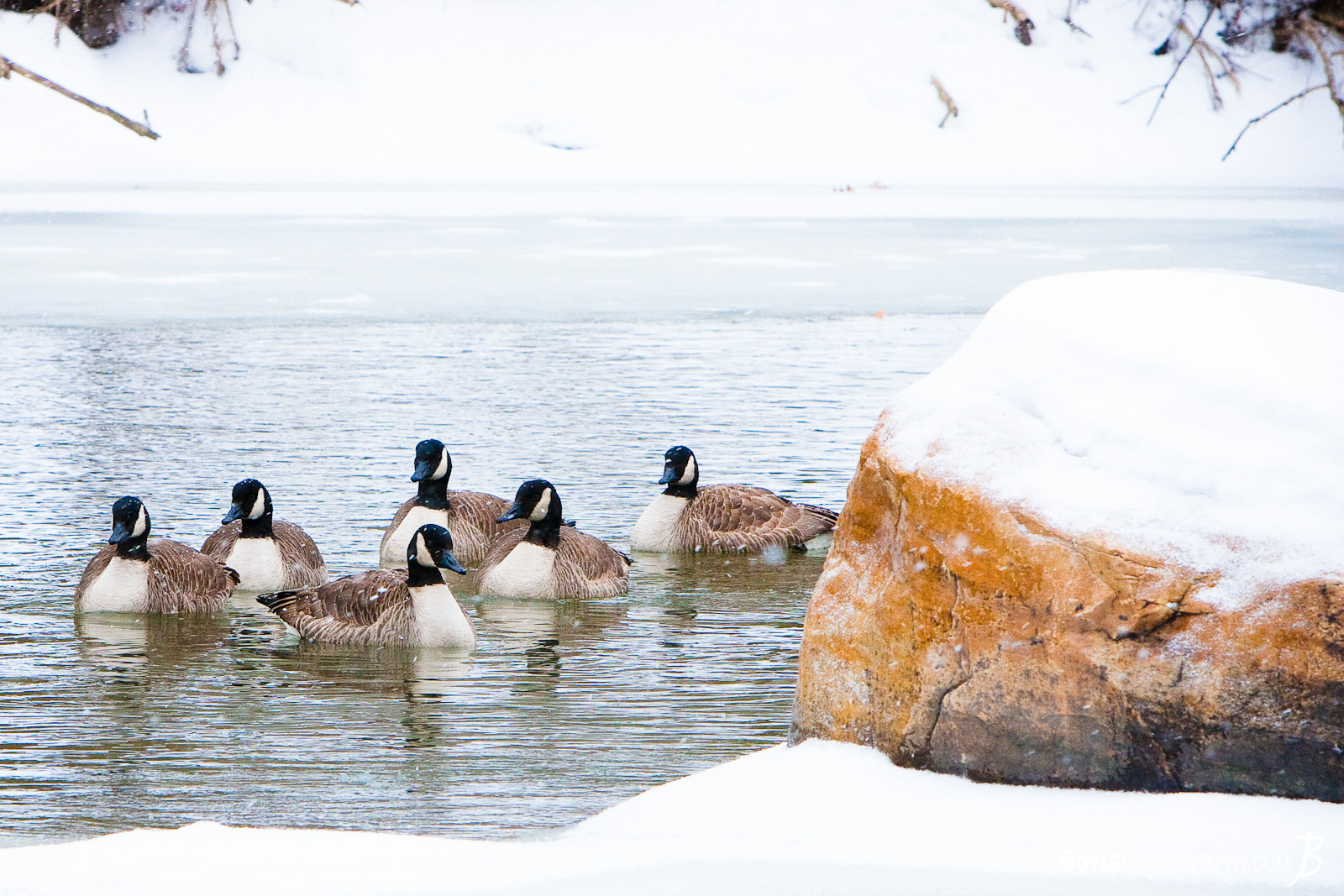  I captured these geese in the Rocky River Metroparks on a calm, snowy day. 