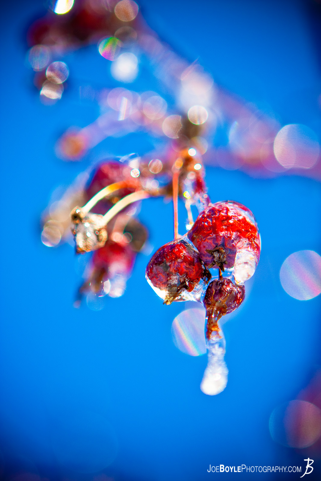  I captured this photo after an ice storm came through the Cleveland area. The storm provided some great picture opportunities that I was able to capture the following day including this Crabapple tree coated in ice! 