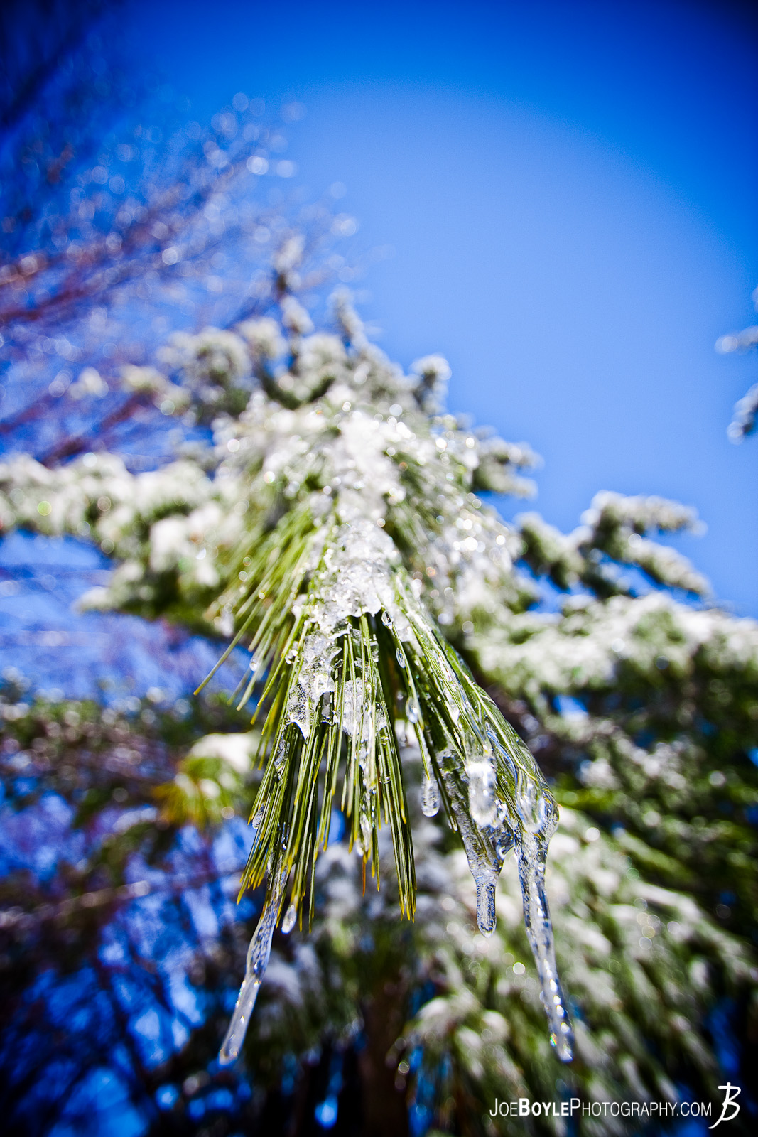  I captured this photo after an ice storm came through the Cleveland area. The storm provided some great picture opportunities that I was able to capture the following day including this evergreen tree coated in ice! 