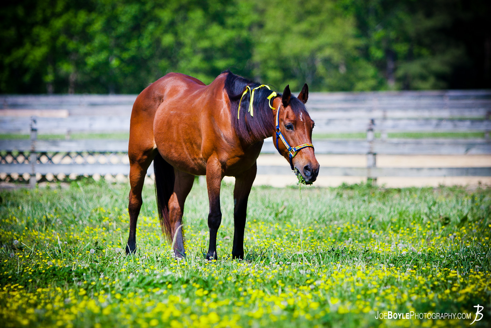   While at "Neigh Day" presented by Diamonds in the Rough Horses (Equine) Rescue Shelter, I was able to capture a photo of this horse grazing in the field. 