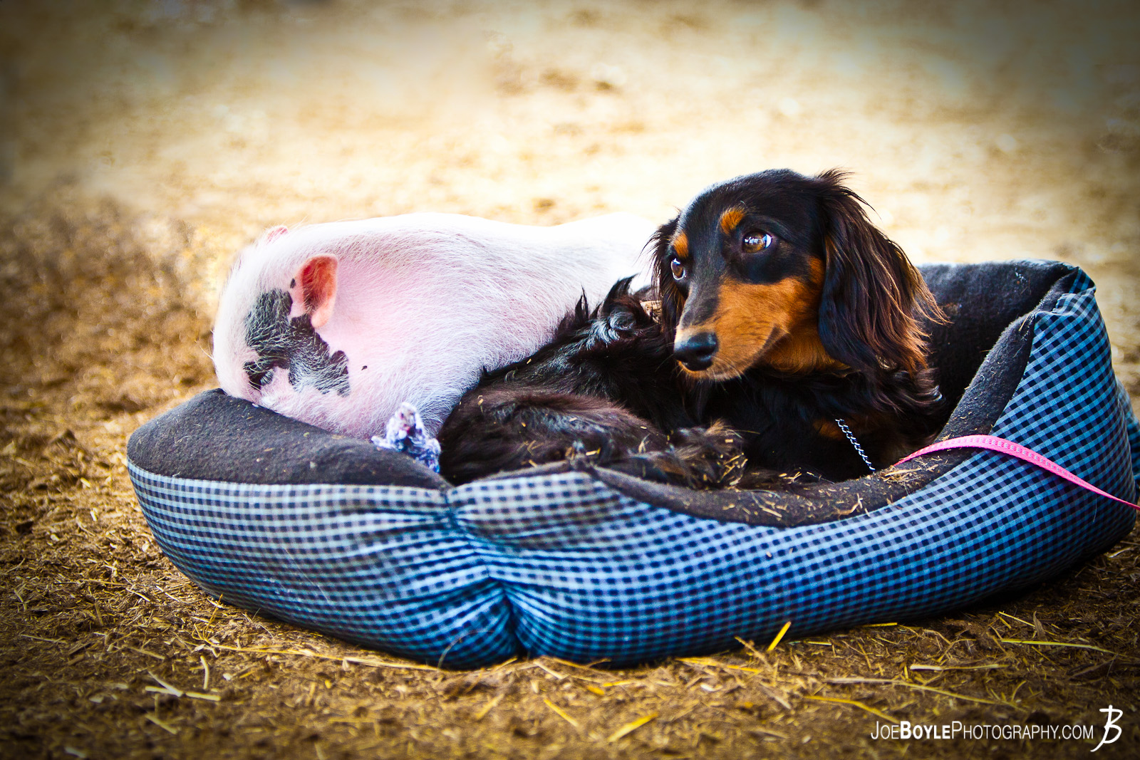   While at a farm I was able to capture a dog and pig lying together! 