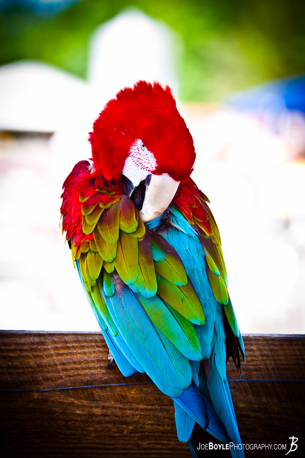  While at a farm photographing some of the wildlife I was able to capture this very colorful Macaw parrot preening itself! 