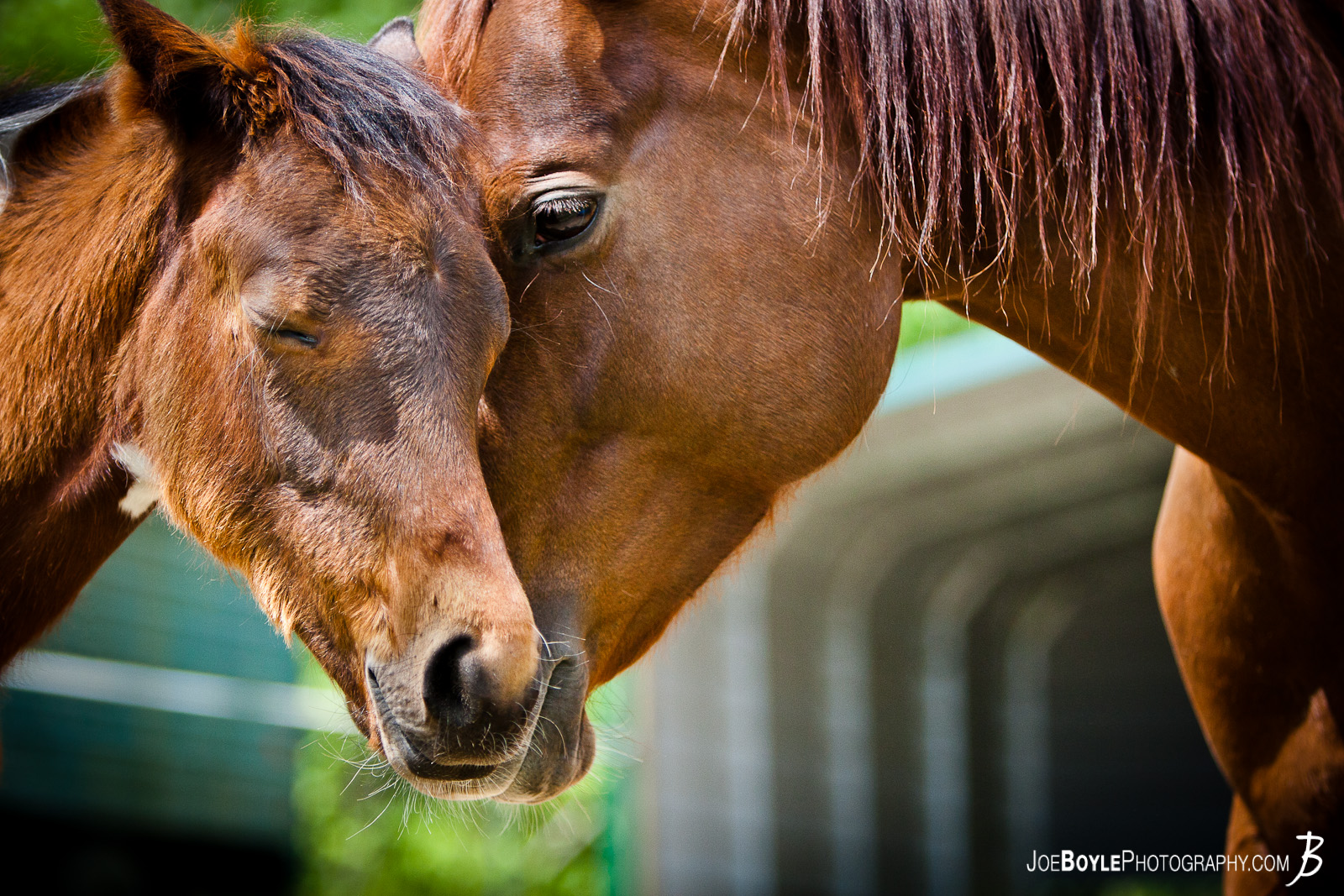  This photo won awards for being one of the top photos during the entire month of May on Pixoto.com! While at "Neigh Day" presented by Diamonds in the Rough Horses (Equine) Rescue Shelter, I was walking through the horse pastures and I was able to capture this photo of the colt, "Cheveyo" with his momma, "Breezie." 
