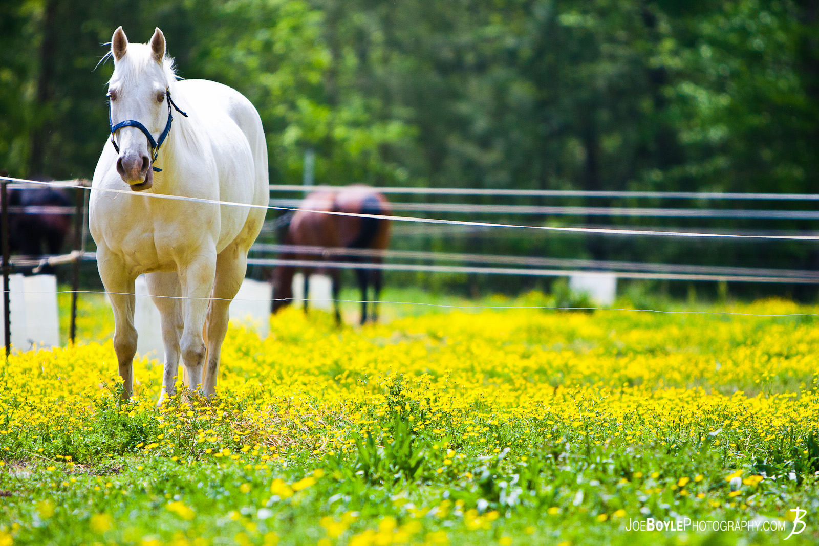  While at "Neigh Day" presented by Diamonds in the Rough Horses (Equine) Rescue Shelter, I was walking through the Horse Pastures and captured a picture of this white horse standing in the green field. 