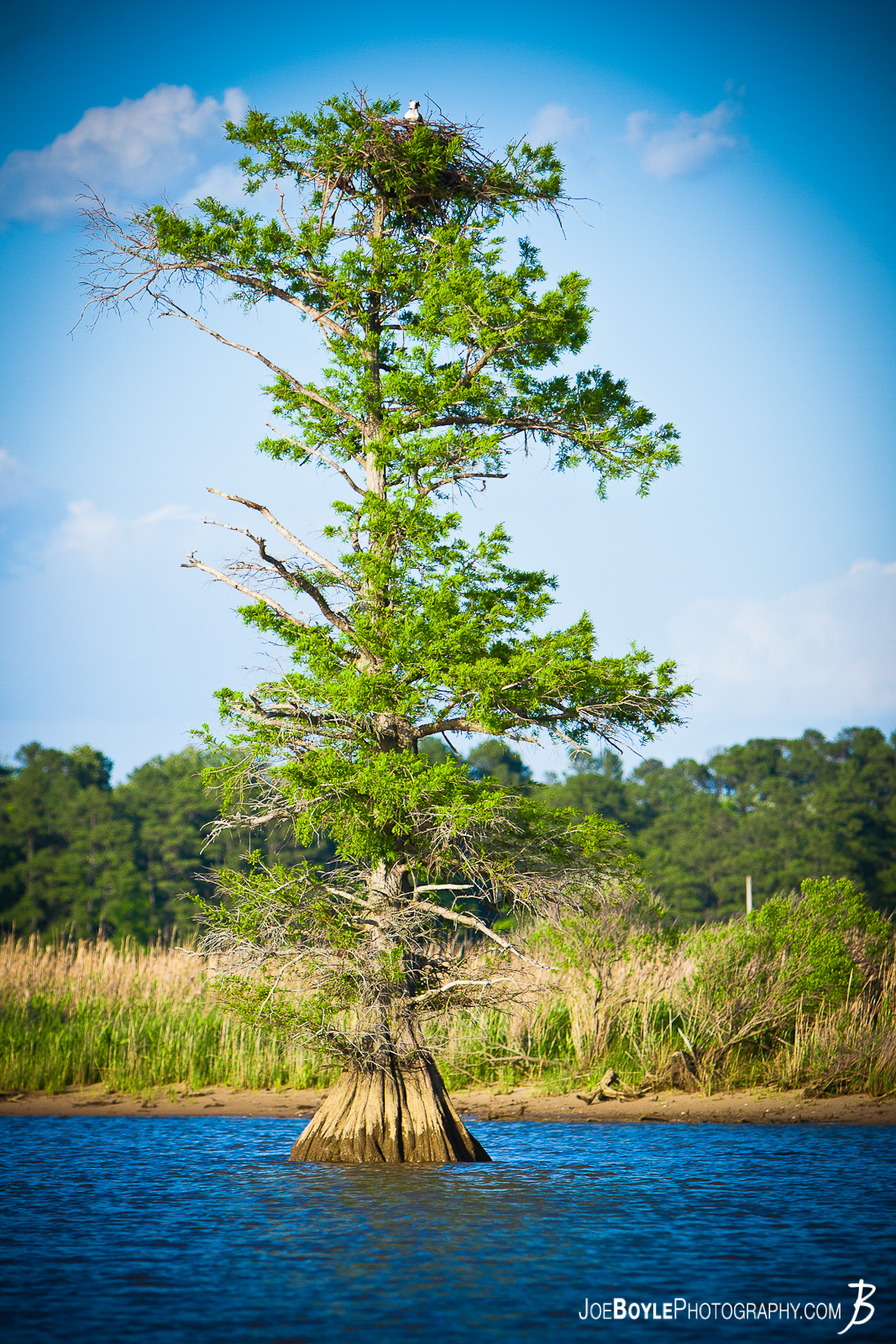  While on a visit in Virginia I did some travelling around the area and I was able to capture these very peculiar trees. These trees are between the mainland and Jamestown Island as you are crossing the bridge. 