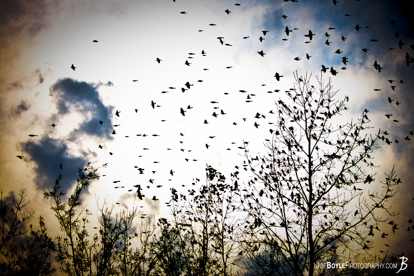 Flying tree. Дождь из птиц. Деревья птицы облака. Зараженные деревья птицы облака.