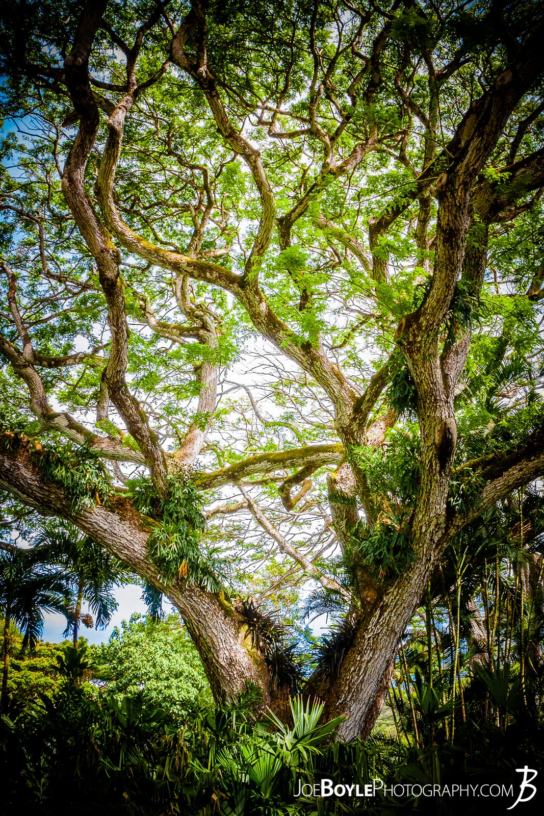  I captured this wirey, turny, twisty, whimsical tree while in Hawaii on the island of Oahu! This was taken near Waimea Valley Gardens! 