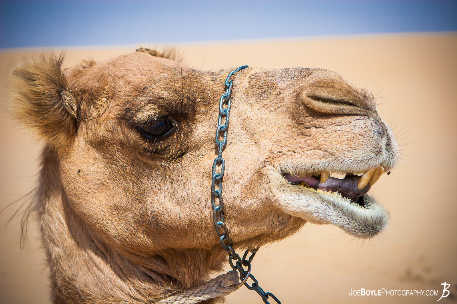  I was on tour with MegaDeth during their 2012 "Countdown to Extinction" tour. We had a stop over in Dubai, UAE and we had an opportunity to go on a desert safari where I was able to photograph this camel! 
