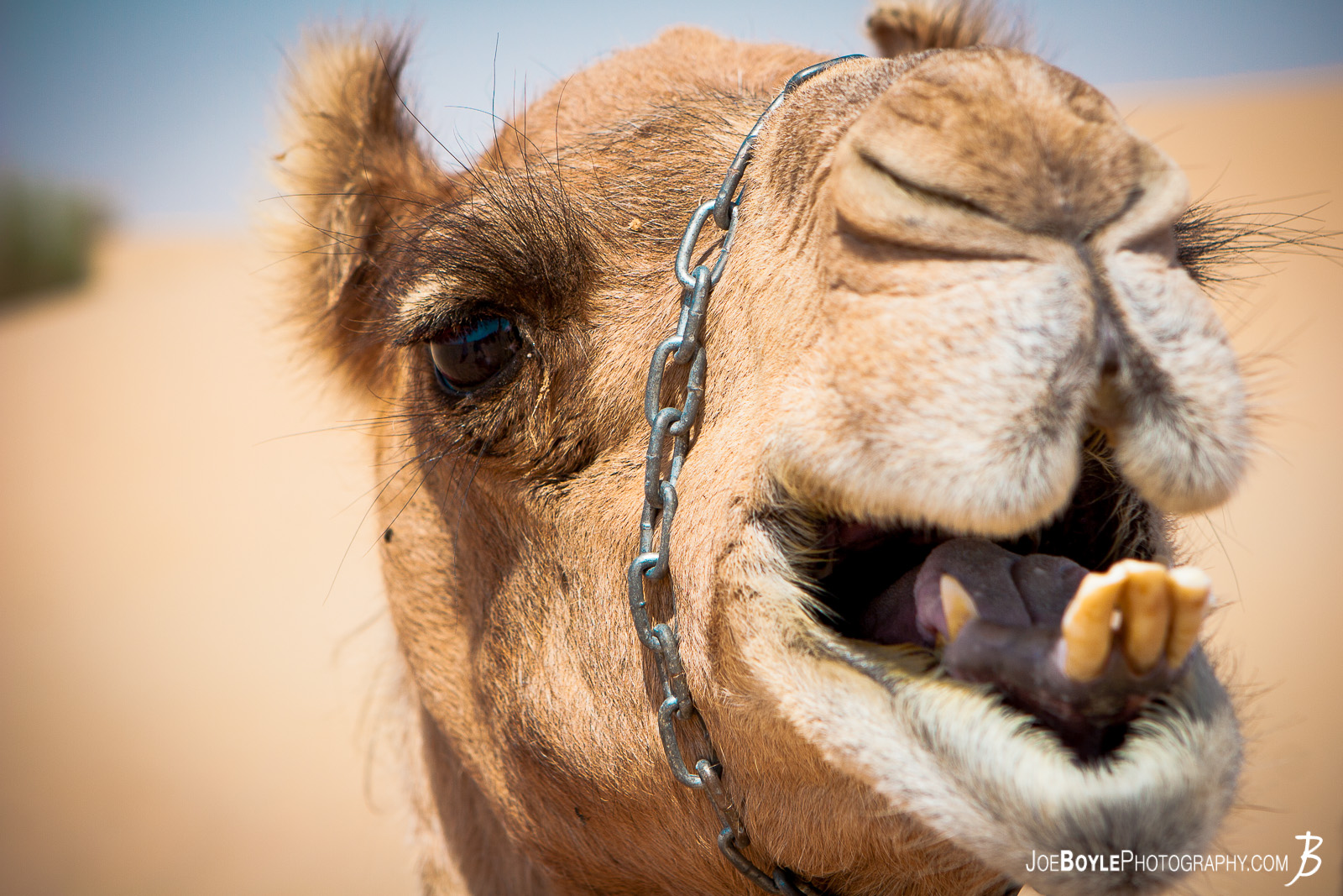  I was on tour with MegaDeth during their 2012 "Countdown to Extinction" tour. We had a stop over in Dubai, UAE and we had an opportunity to go on a desert safari where I was able to photograph this camel! 