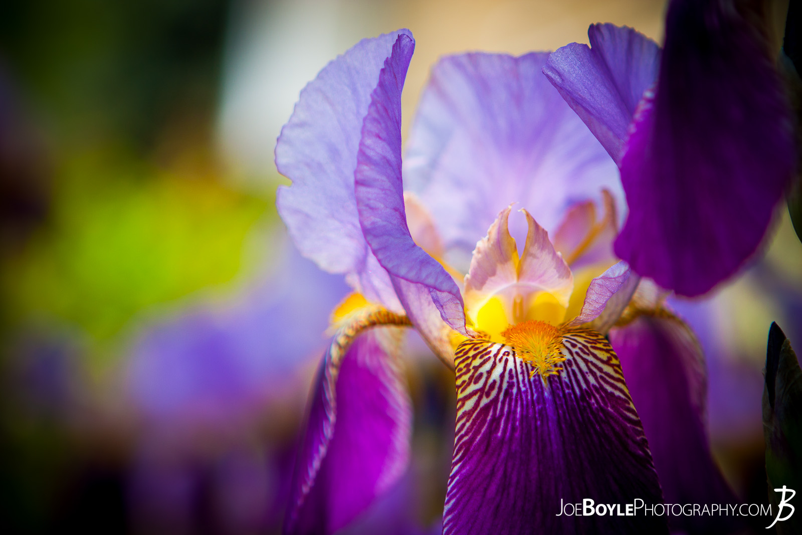  I took this photo on one, sunny afternoon. These purple and white bearded irises were nearby my home and I walked past them for a few days, thinking to myself each time, "I need to bring my camera!" Once I did I was able to capture this image of this beautiful flower! 