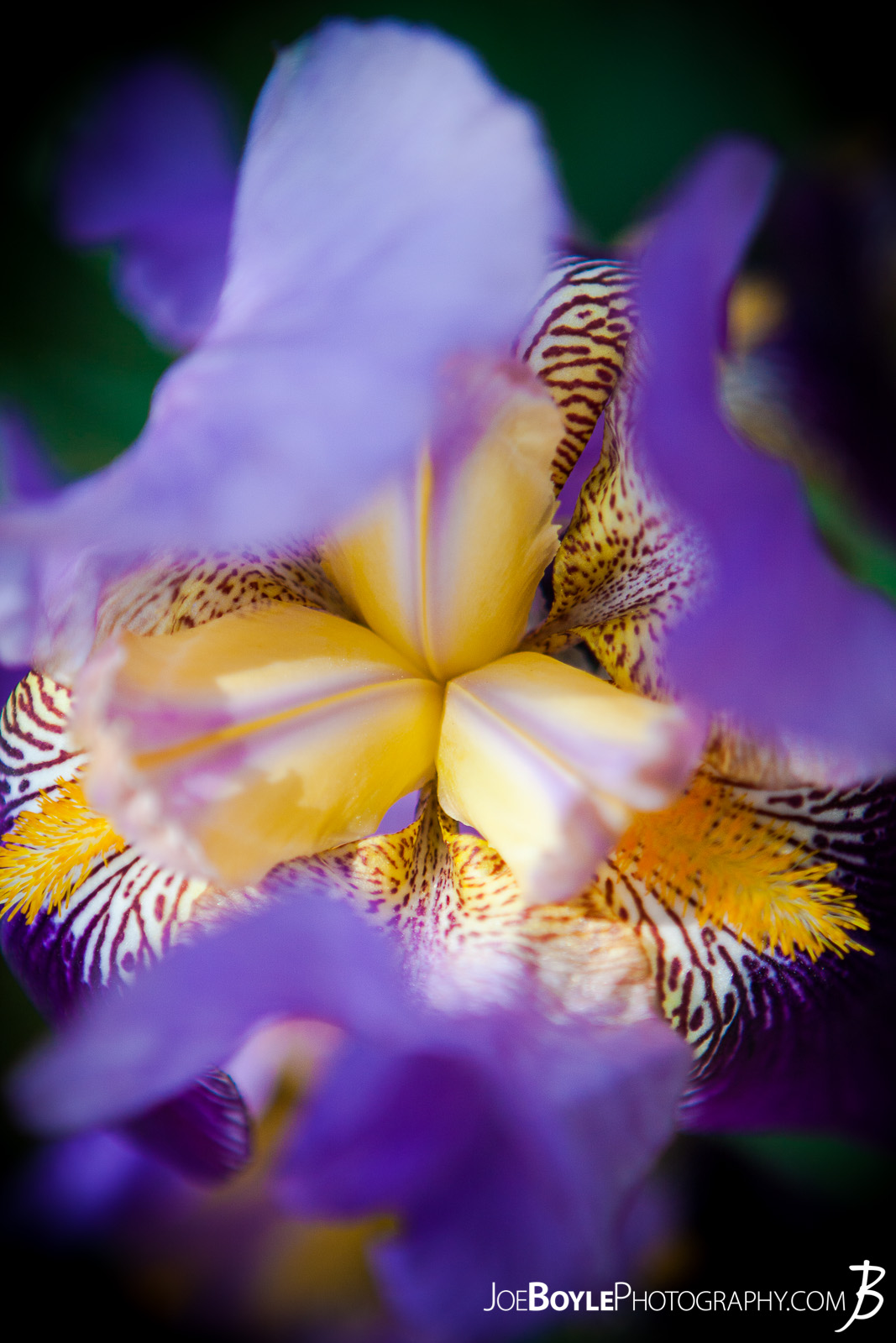 Buy Flowers Bearded Iris From The Top Looking Down Photo Print Options