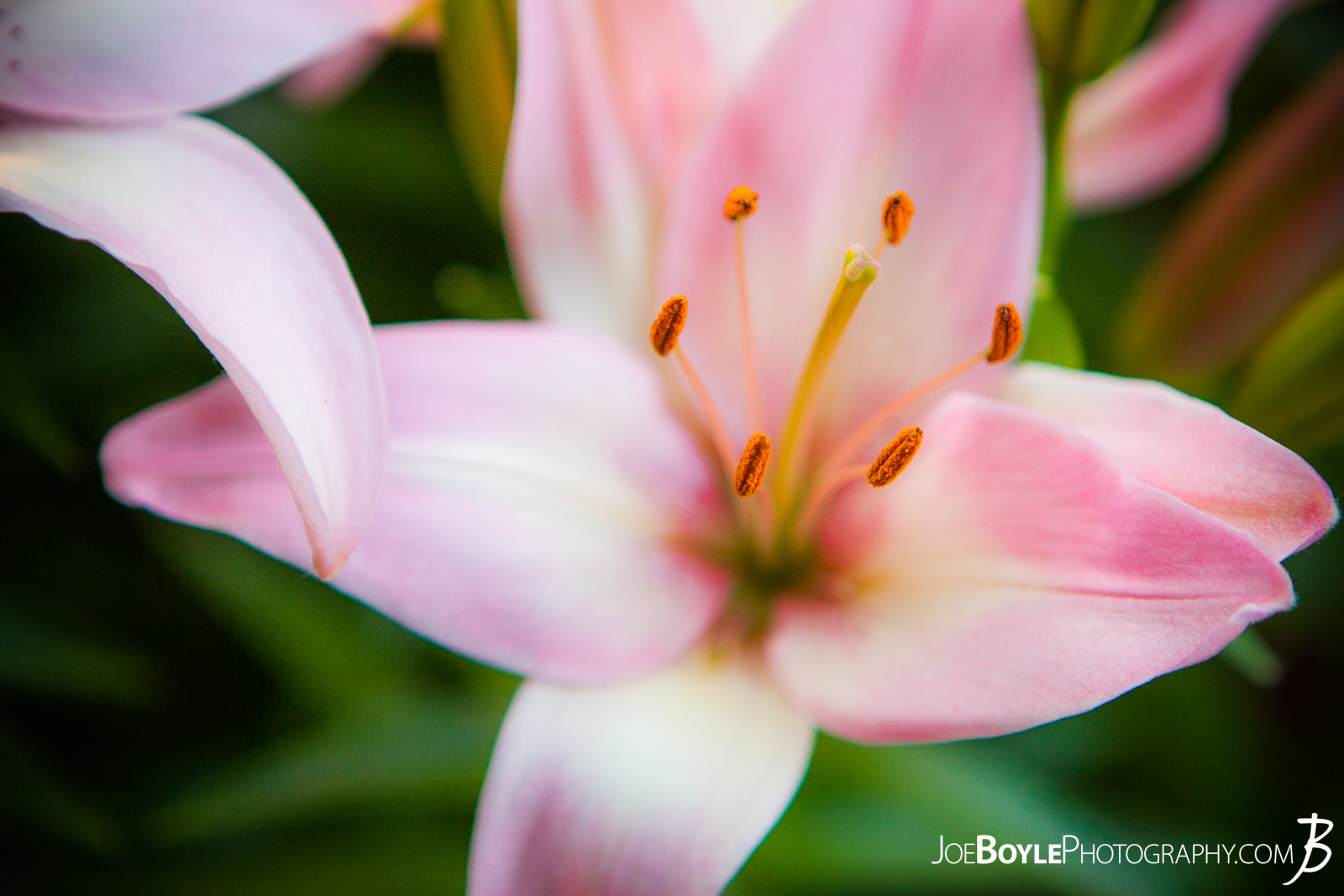  I took this photo on one, sunny afternoon. These pink lilies were nearby my home and I walked past them for a few days, thinking to myself each time, "I need to bring my camera!" Once I did I was able to capture this image of this beautiful flower! 