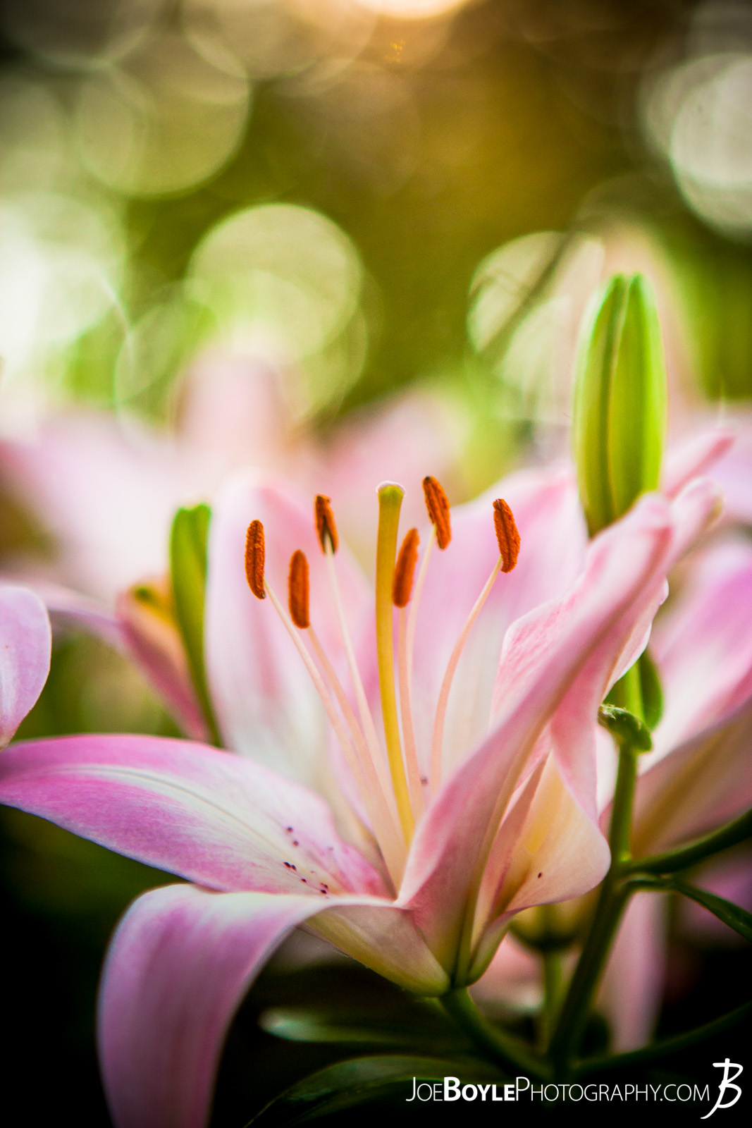  I took this photo on one, sunny afternoon. These pink lilies were nearby my home and I walked past them for a few days, thinking to myself each time, "I need to bring my camera!" Once I did I was able to capture this image of this beautiful flower! 