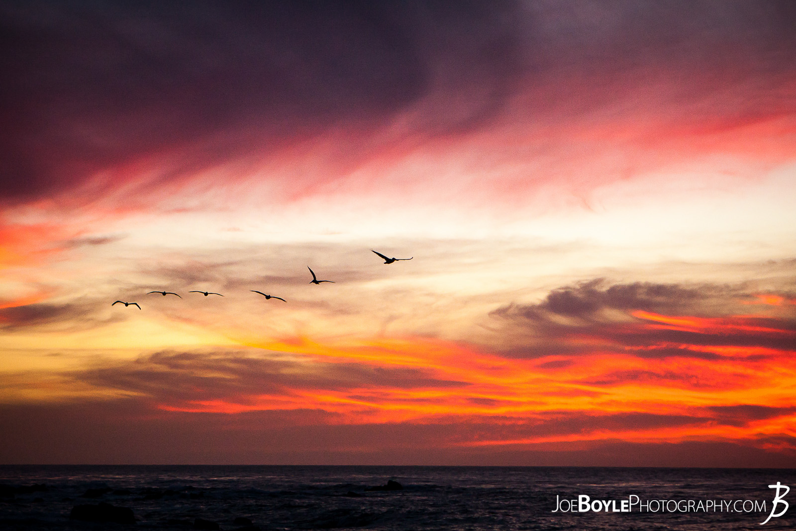  When I was traveling to Monterey, California I spent a lot of time walking around the city, Pacific Grove and the sand dunes in the area. Here is a shot of a flock of herons flying in the sunset! 