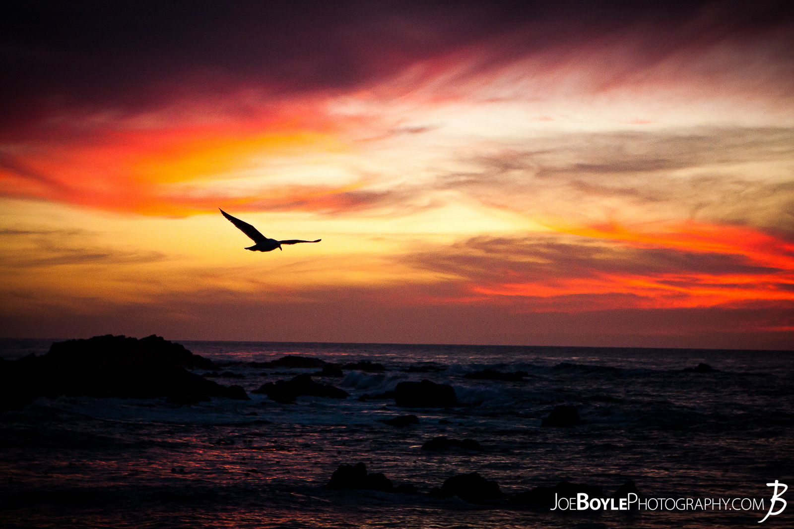  When I was traveling to Monterey, California I spent a lot of time walking around the city, Pacific Grove and the sand dunes in the area. Here is a shot of a gliding heron silhouetted in the sunset sky! 