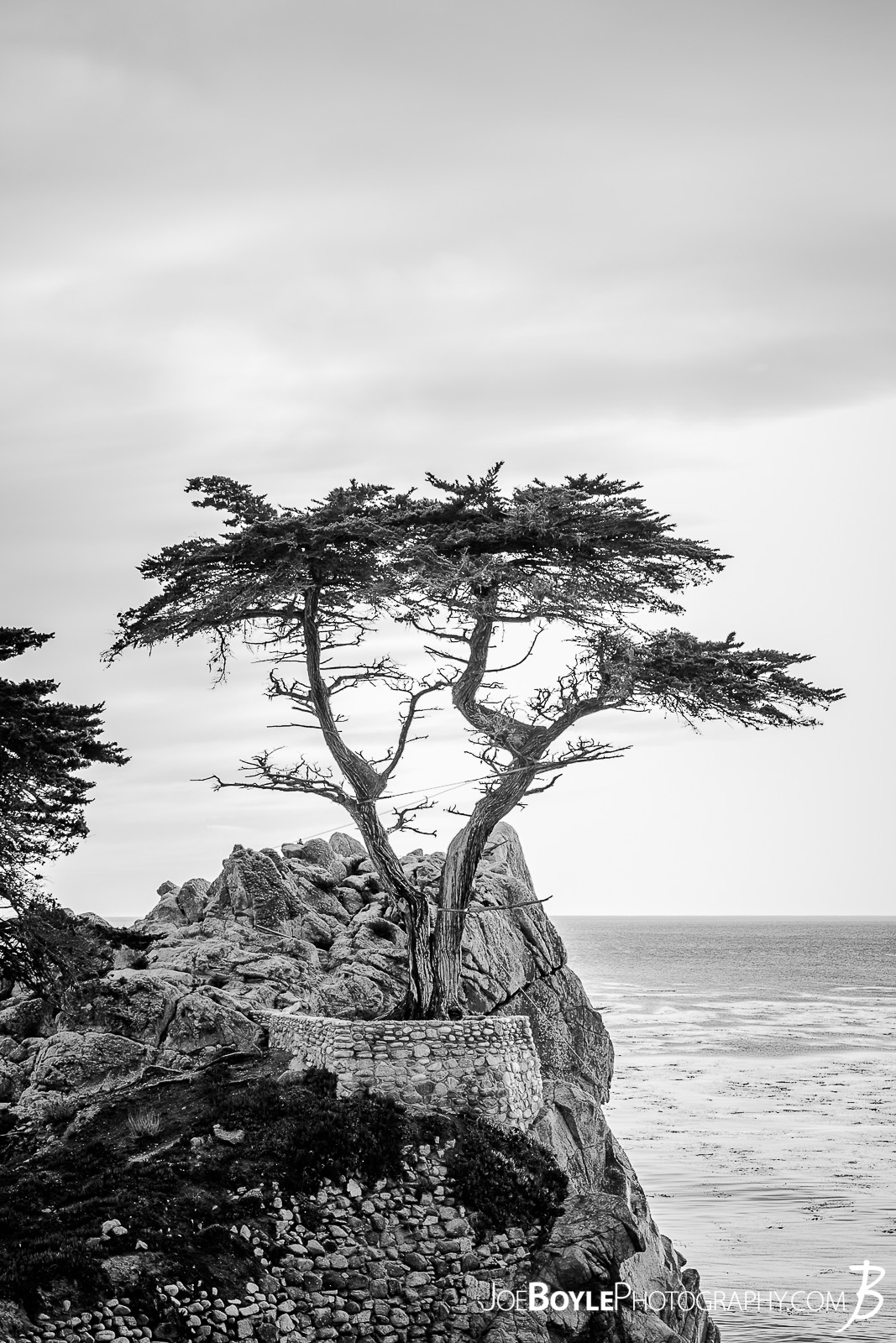  When I was traveling to California I made it a point travel along the gorgeous 17 Mile Drive near Carmel by the Sea. There were many attractions on the drive including otters, sea lions and of course the infamous Lonely Cypress Tree 