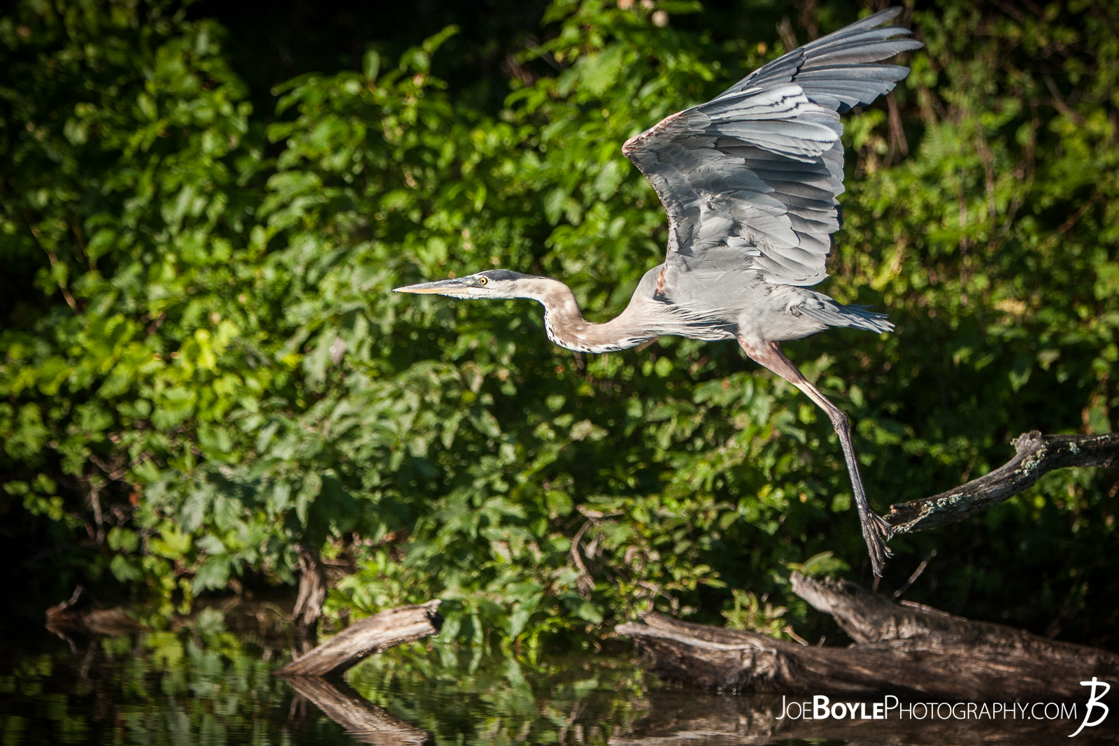  While on a trip up to Big Bass Lake, Michigan spending time with friends, fishing, having bonfires and what not, I was able to capture this Heron taking off and in flight! 