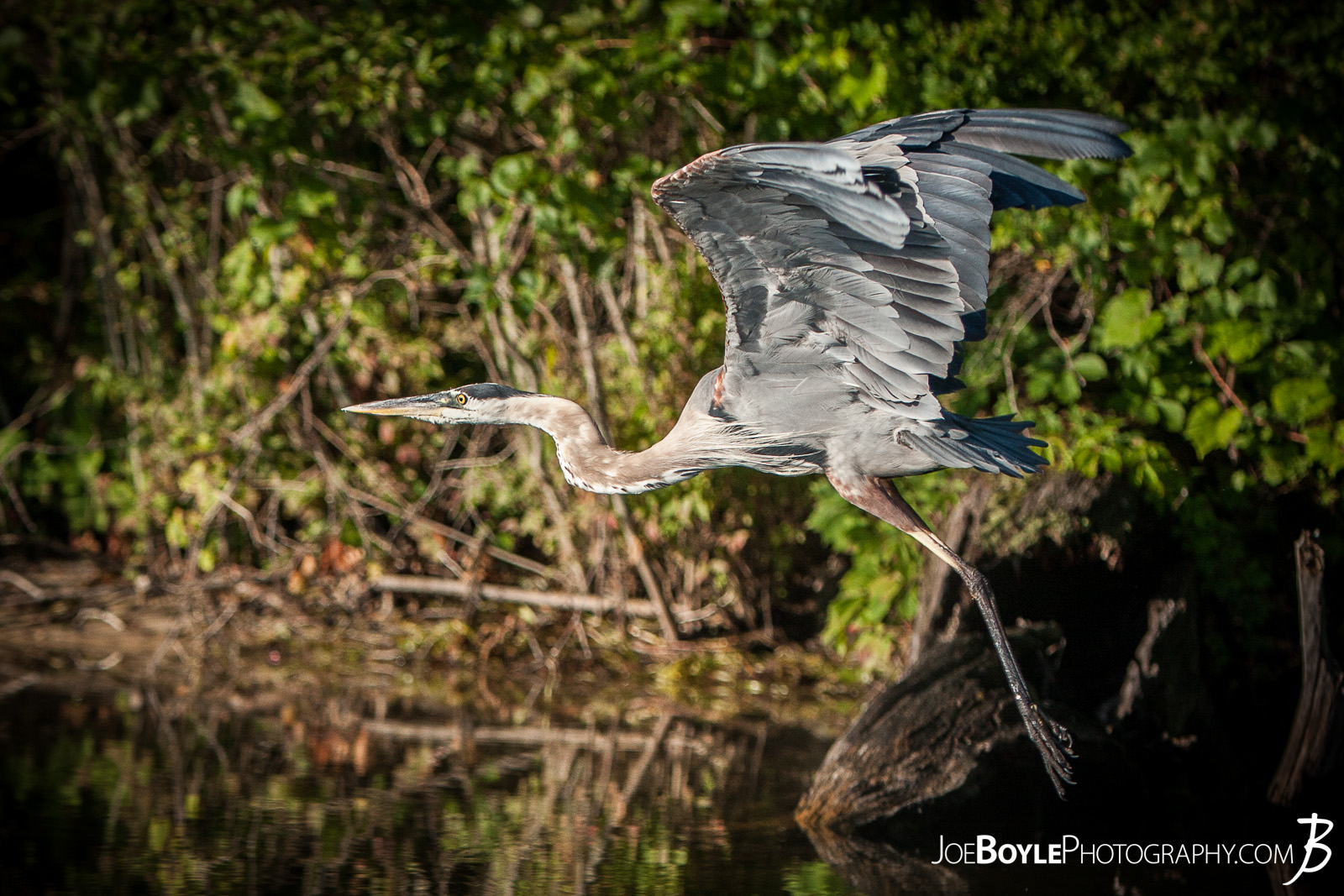  While on a trip up to Big Bass Lake, Michigan spending time with friends, fishing, having bonfires and what not, I was able to capture this Heron taking off and in flight! 