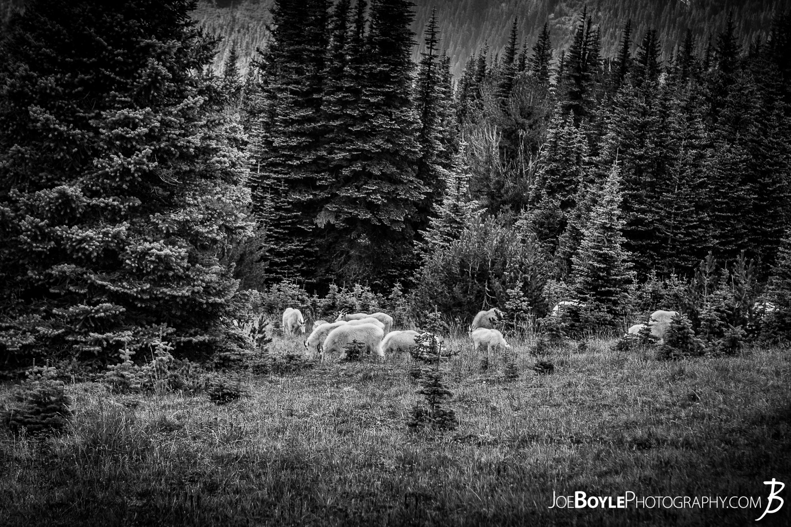  On our hike of the Wonderland Trail we encountered this herd of goats just a short distance from the trail. We were on our way to Panhandle Gap. 