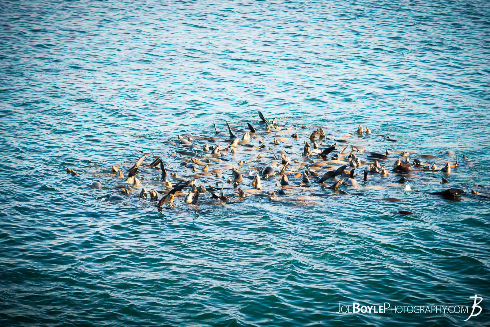  I was on a trip visiting a good friend of mine in Monterey and off of one of the many piers in Monterey we witnessed this school (properly known as a harem), of Sea Lions! I'm almost positive they are Sea Lions and not seals! :) I double checked with this website: Seals vs. Sea Lions 