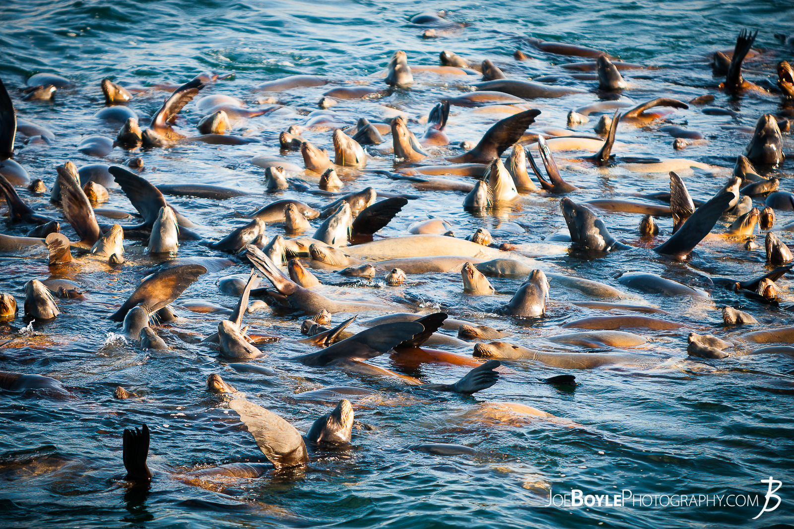  While I was visiting Monterey, California I saw this harem of Sea Lions off of one the piers! Pretty cool! They were in a frenzy - dinner must have been close by! 