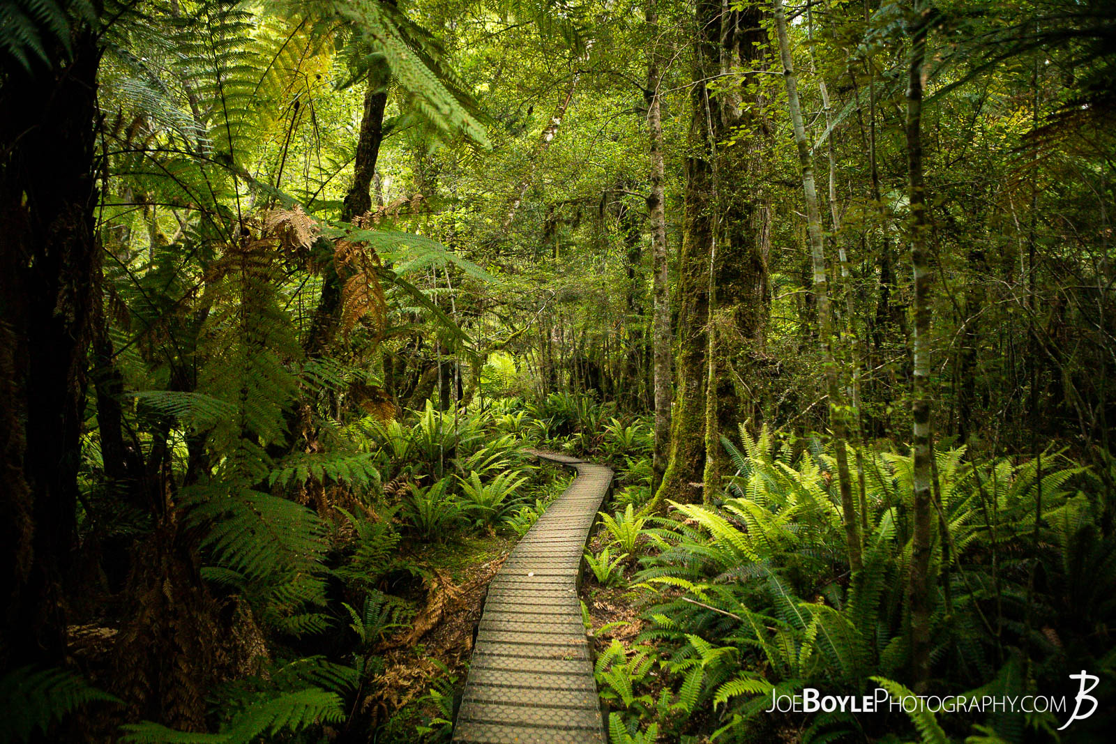  Here is a photo of a section on the Kepler Track in New Zealand. For some reason, everything right here just hit me and I thought it looked awesome. Perhaps it was the winding boardwalk in the forest, the composition and color of the trees. I'm not sure but I like it! 