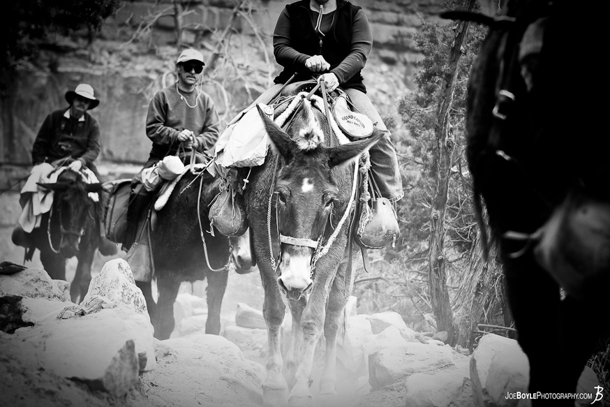While hiking into the Grand Canyon, this image was of a Mule Ride on the ascent!