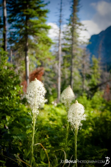 These Bear Grass Flowers are fairly majestic! I was able to spot them while hiking in Glacier National Park in Montana. It\\\'s a beautiful park!