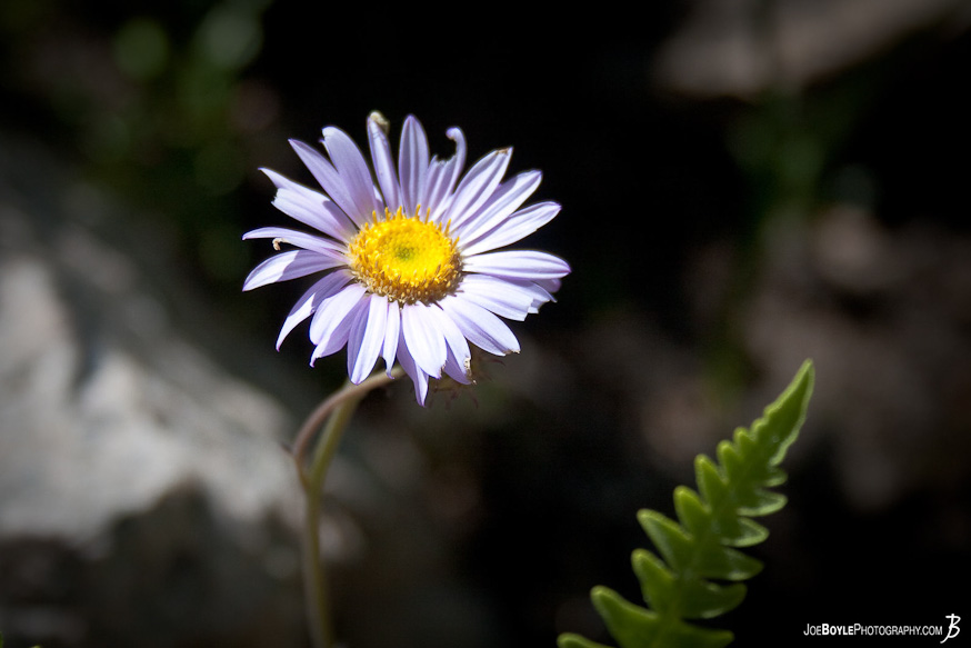 As I was hiking along the John Muir Trail I noticed these little flowers along the path