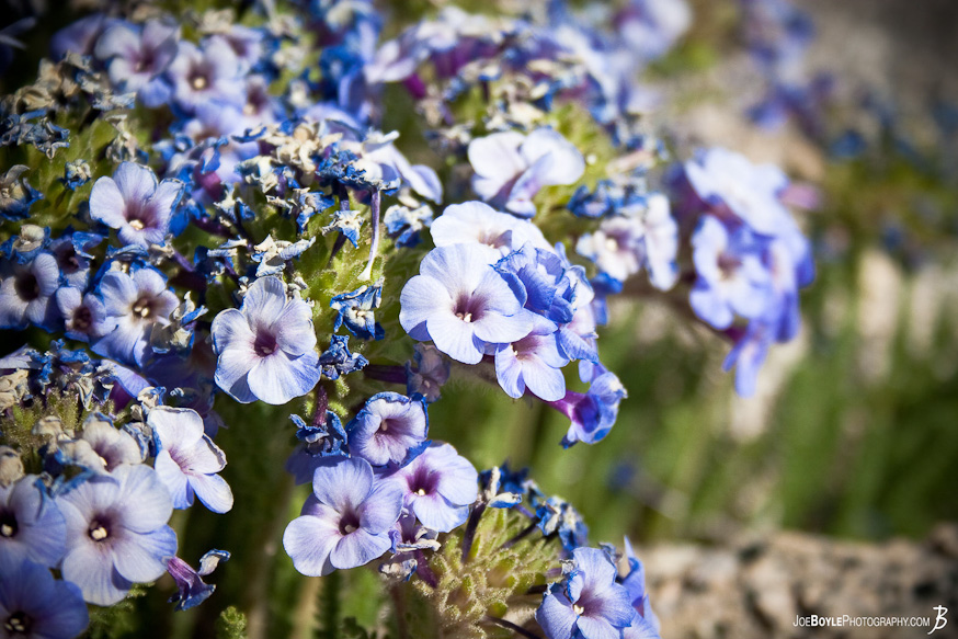 While hiking the John Muir Trail these little flowers were able to flourish at over 10,000 feet