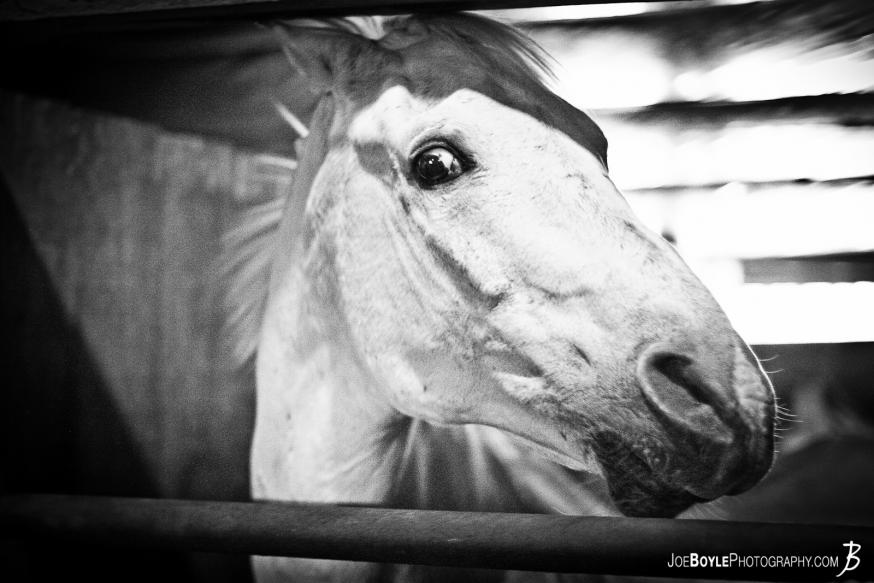  While at Neigh Day presented by Diamonds in the Rough Horse Rescue Shelter this particular horse was very inquisitive of me and I was able to capture a photo of his attitude.
