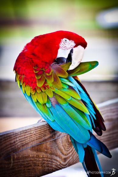  While at a farm photographing some of the wildlife I was able to capture this very colorful Macaw parrot preening itself!