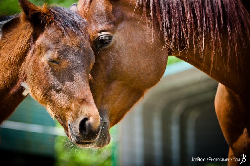 I was walking through the horse pastures and I was able to capture this photo of the colt, Cheveyo, with his momma, Breezie.