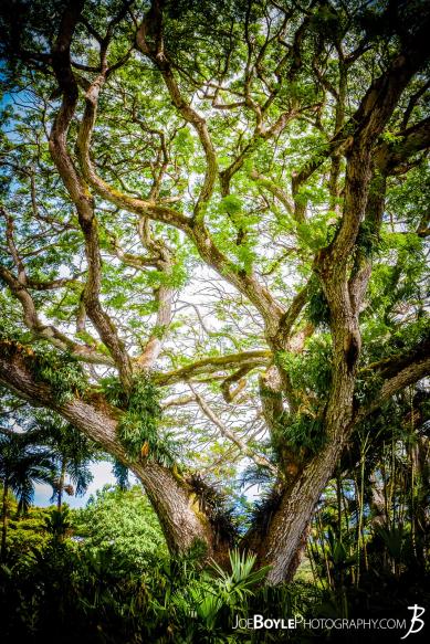 I captured this wirey, turny, twisty, whimsical tree while in Hawaii on the island of Oahu! 
