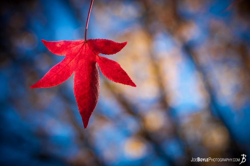 I went out one day during the fall and I came across a few cool things to shoot. The vibrant red of these leaves could be clearly seen well before I came near this tree and provided for a very fall-e