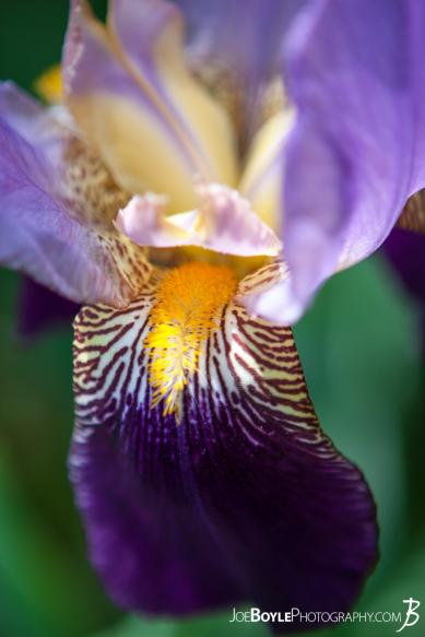 I took this image of these purple and white bearded irises on one, sunny afternoon. I walked past these flowers for a few days before finally remembering to bring my camera with me!