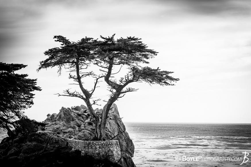 The infamous Lonely Cypress Tree on the 17 Mile Drive near Carmel by the Sea.
