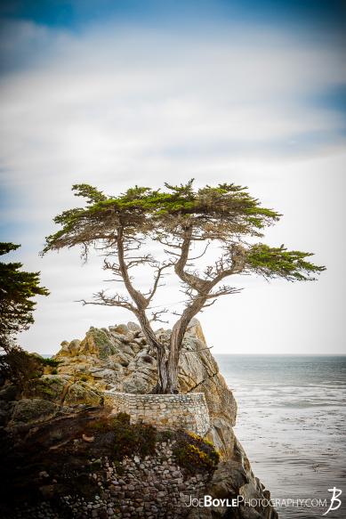 The infamous Lonely Cypress Tree on the 17 Mile Drive near Carmel by the Sea.