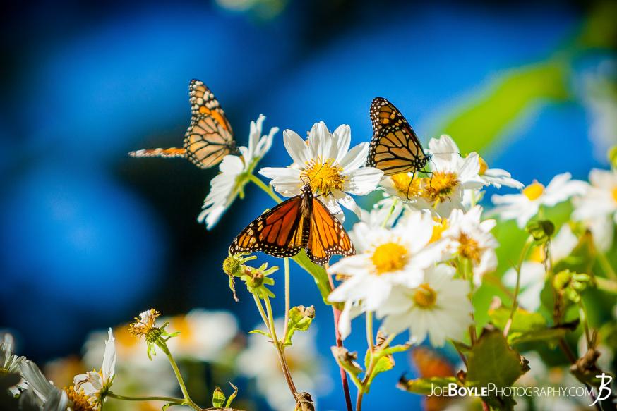 Butterflies on White Daisies, Monarch Grove Butterfly Sanctuary.