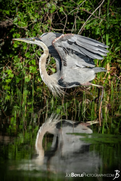 I was able to take this beautiful photo of a Heron on a trip to Michigan!