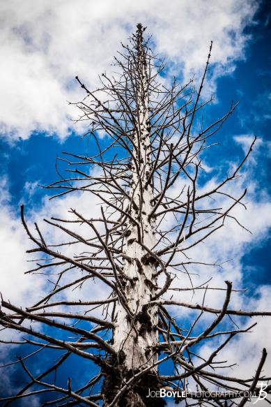 Not everyone would take pictures of a dead pine tree, but I thought this looked pretty cool. It was gnarly and had some interesting contrast against the blue sky!