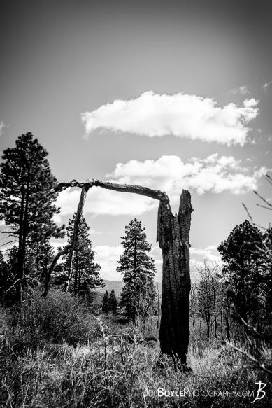 This is a photo of burnt tree trunk that I saw while hiking the West Rim Trail in Zion National Park.