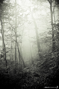 fog-on-the-appalachian-trail