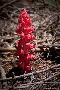 red-plant-on-the-john-muir-trail
