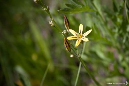 yellow-flower-on-the-jmt